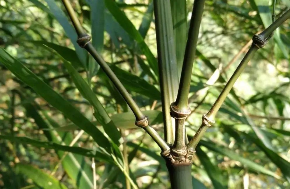 首次发现！世界唯一分布的竹类植物新品种就在云南……